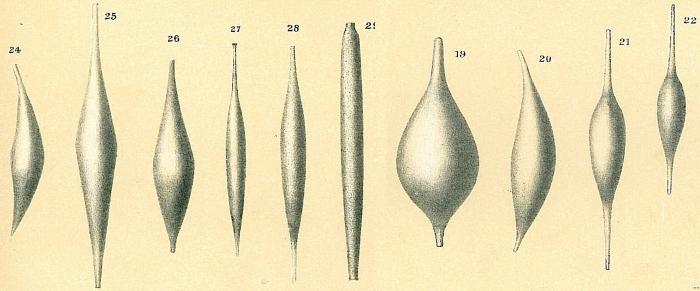Procerolagena gracillima Procerolagena gracillima