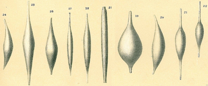 Procerolagena gracillima