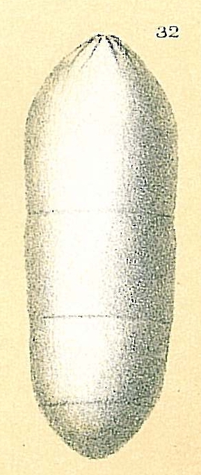 Pseudoglandulina aequalis Pseudoglandulina aequalis