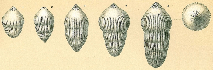 Pseudoglandulina comatula Pseudoglandulina comatula