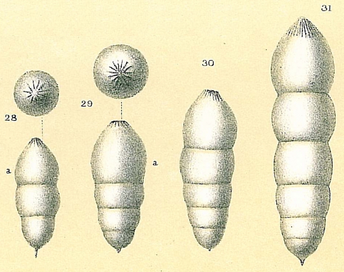 Pseudoglandulina glanduliniformis