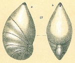 Chromista - Foraminifera (foraminifers)