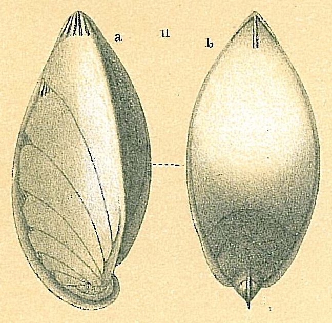 Saracenaria latifrons