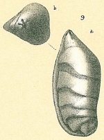 Saracenaria volpicellii