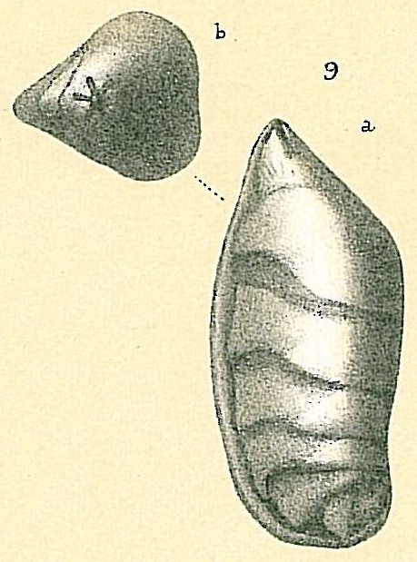 Saracenaria volpicellii