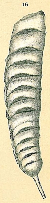 Vaginulina margaritifera Vaginulina margaritifera
