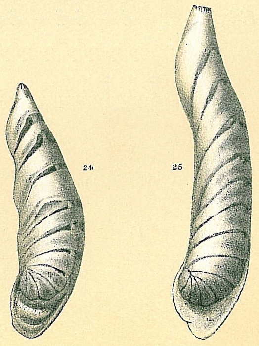 Cristellaria (Marginulina) obtusata var. subalata Brady, 1884 