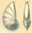 Vaginulinopsis reniformis
