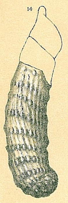 Vaginulinopsis sp.nov. Vaginulinopsis sp.nov.