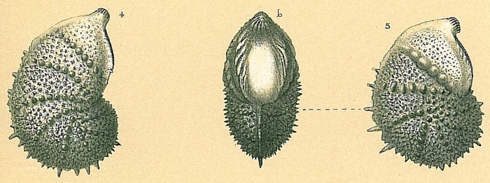 Vaginulinopsis subaculeata Vaginulinopsis subaculeata