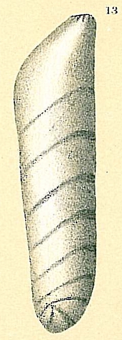 Vaginulinopsis sublegumen Vaginulinopsis sublegumen