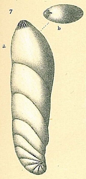 Vaginulinopsis tasmanica