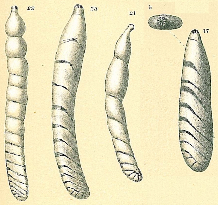 Vaginulinopsis tenuis