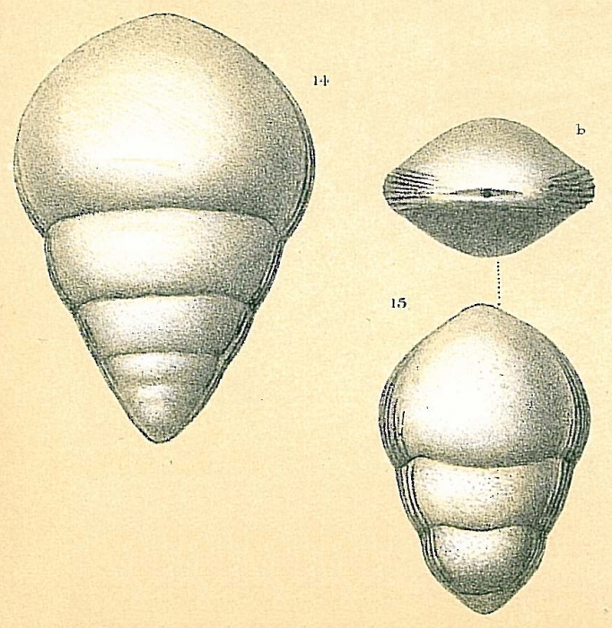 Lingulina seminuda Lingulina seminuda