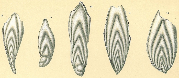 Plectofrondicularia advena