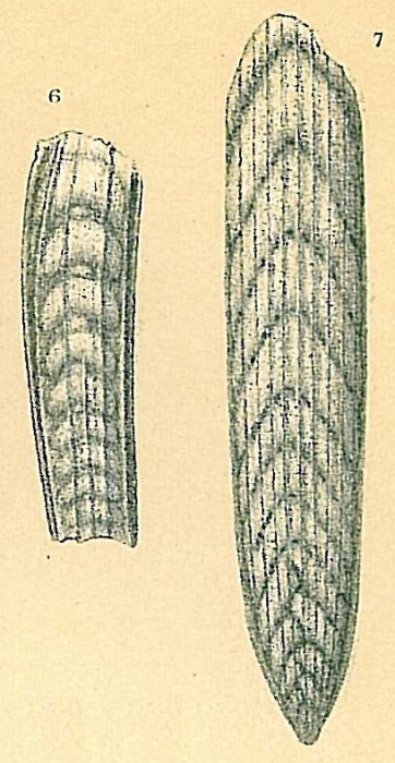 Plectofrondicularia helenae