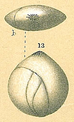 Globulina inaequalis Globulina inaequalis