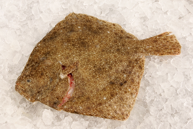 Scophthalmus maximus (Linnaeus, 1758) Scophthalmus maximus (Linnaeus, 1758)