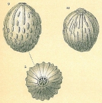 Globulina myristiformis