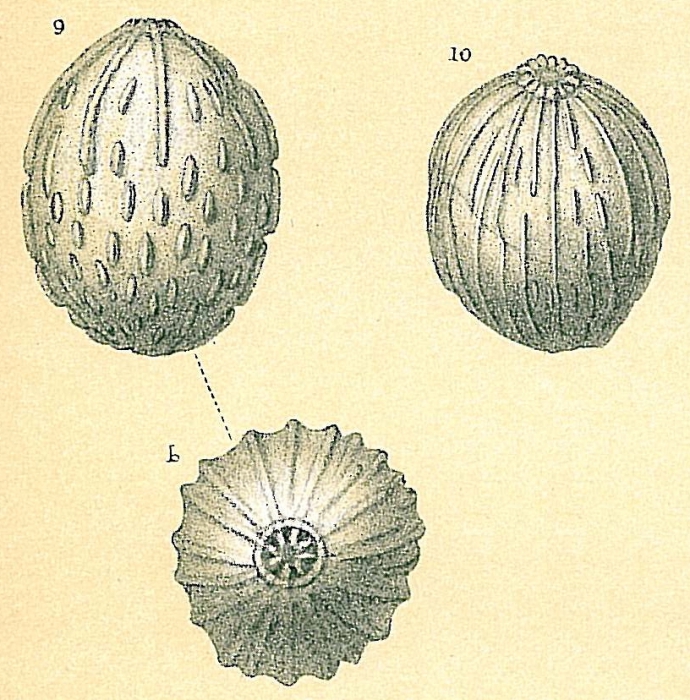 Globulina myristiformis Globulina myristiformis