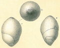 Chromista - Foraminifera (foraminifers)