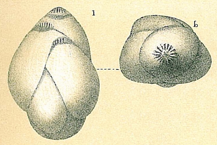 Guttulina communis Guttulina communis