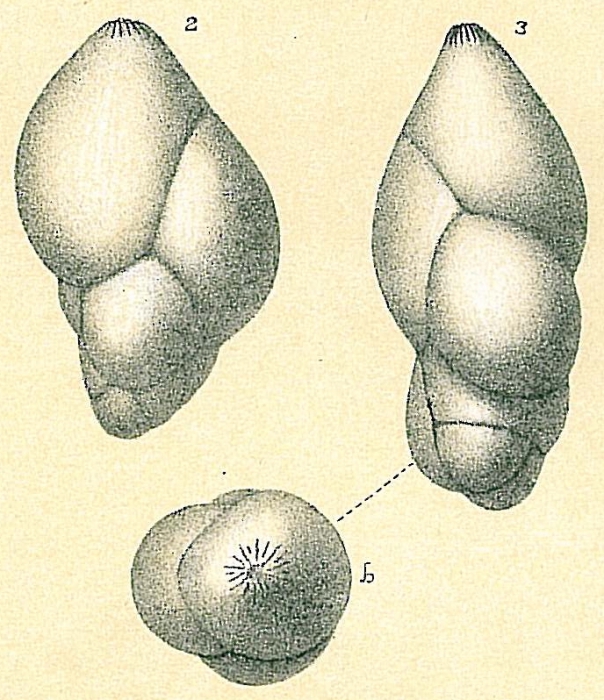 Guttulina yabei Guttulina yabei