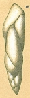 Pseudopolymorphina dawsoni