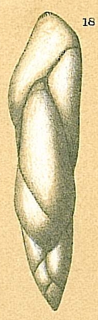 Pseudopolymorphina dawsoni