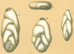 Chromista - Foraminifera (foraminifers)