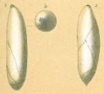 Chromista - Foraminifera (foraminifers)