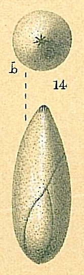 Pyrulina gutta Pyrulina gutta