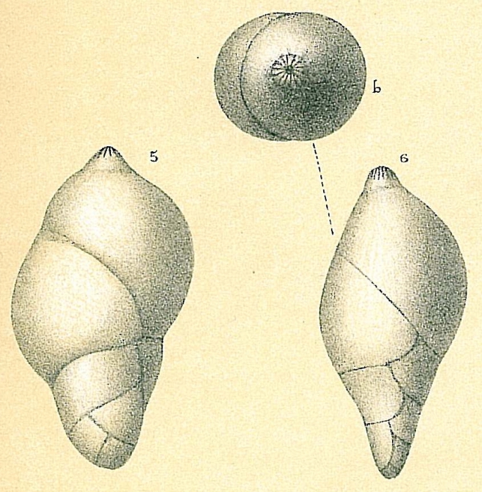 Pyrulina sp.nov.