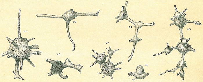 Ramulina globulifera Ramulina globulifera