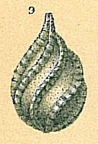 Lagena spiralis Brady, 1884 Lagena spiralis Brady, 1884