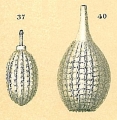 Chromista - Foraminifera (foraminifers)