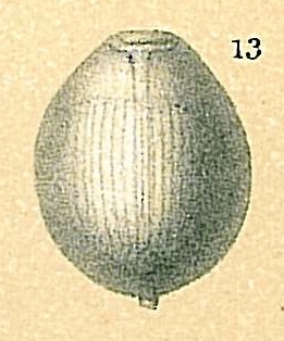 Entosolenia lineata