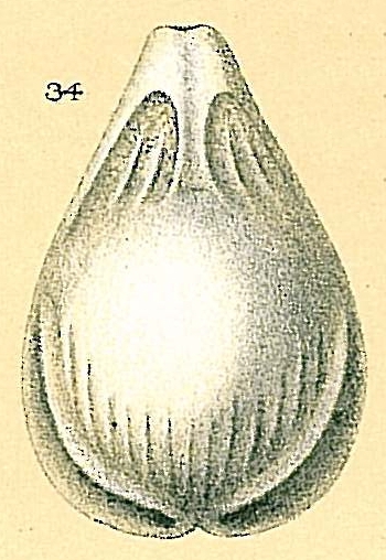 Fissurina alveolata var. semisculpta Fissurina alveolata var. semisculpta
