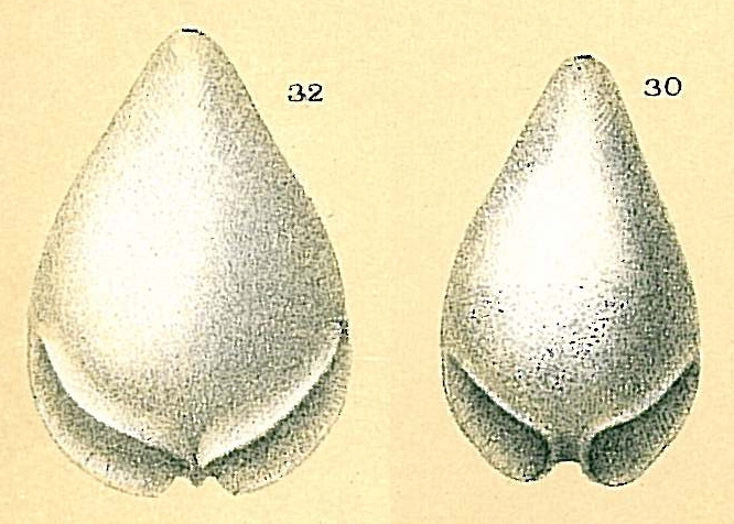 Fissurina alveolata Fissurina alveolata