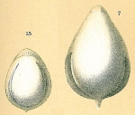 Fissurina annectens