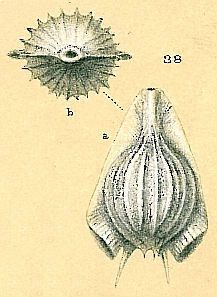Fissurina auriculata var. costata Fissurina auriculata var. costata