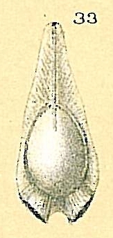 Fissurina auriculata var. duplicata Fissurina auriculata var. duplicata