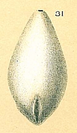 Fissurina auriculata var. linearituba Fissurina auriculata var. linearituba