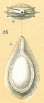 Chromista - Foraminifera (foraminifers)