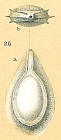 Fissurina bradyiformata