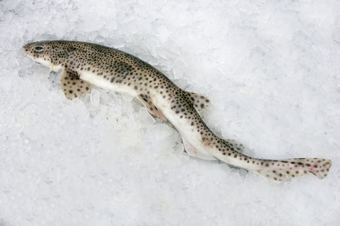 Scyliorhinus canicula (Linnaeus, 1758) Scyliorhinus canicula (Linnaeus, 1758)