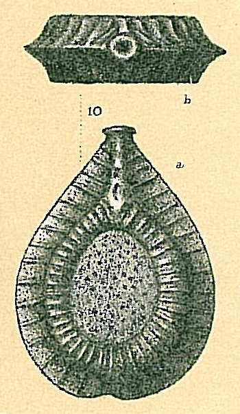 Fissurina brevis