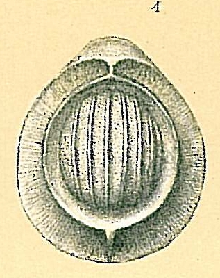 Fissurina clathrata