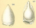 Chromista - Foraminifera (foraminifers)