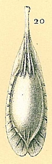 Fissurina foliformis